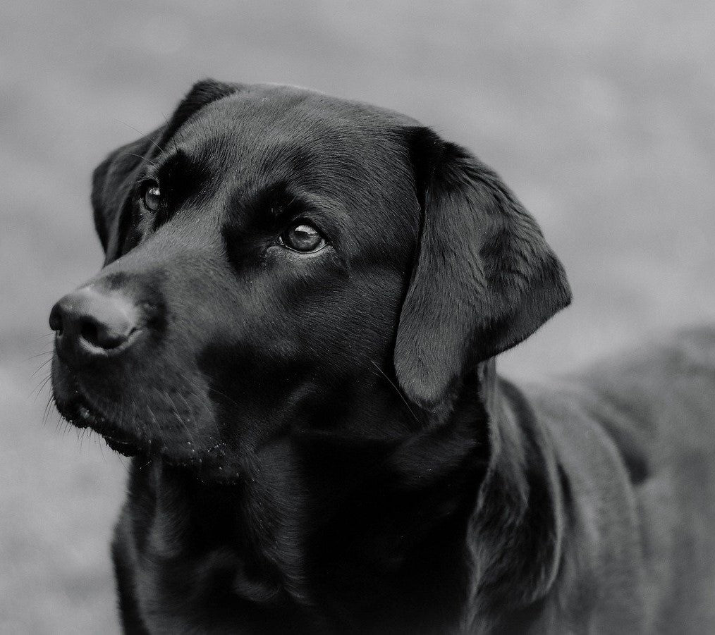 Alle Produkte für den Hund